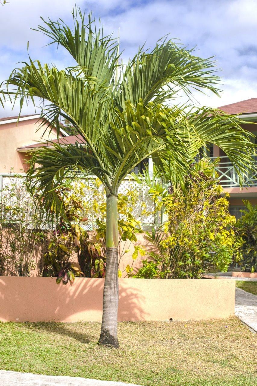 Halcyon Palm Apartment Holetown Ngoại thất bức ảnh